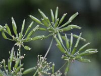 Chaerophyllum temulum 8, Dolle kervel, Saxifraga-Peter Meininger