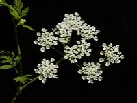 Chaerophyllum temulum 9, Dolle kervel, Saxifraga-Willem van Kruijsbergen