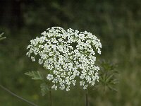 Chaerophyllum villarsii