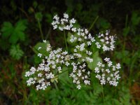 Chaerophyllum villarsii 3, Saxifraga-Ed Stikvoort