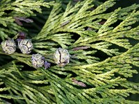 Chamaecyparis lawsoniana
