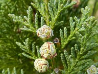Chamaecyparis lawsoniana 3, Californische cipres, Saxifraga-Rutger Barendse