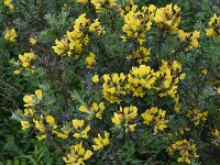 Chamaecytisus absinthioides