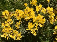 Chamaecytisus absinthioides 3, Saxifraga-Harry Jans  Chamaecytisus absinthioides