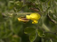 Chamaecytisus hirsutus