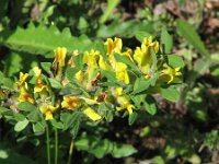 Chamaecytisus hirsutus 3, Saxifraga-Jasenka Topic