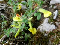 Chamaecytisus hirsutus 4, Saxifraga-Rutger Barendse