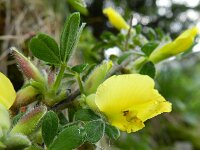 Chamaecytisus hirsutus 5, Saxifraga-Rutger Barendse