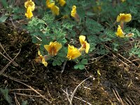 Chamaecytisus polytrichus