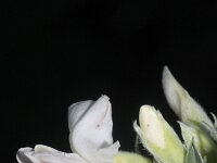 Chamaecytisus proliferus