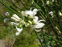 Chamaecytisus proliferus 2, Saxifraga-Hans Grotenhuis