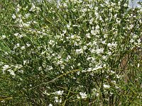 Chamaecytisus proliferus 3, Saxifraga-Hans Grotenhuis