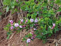 Chamaecytisus purpureus