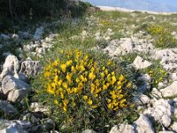 Chamaecytisus spinescens