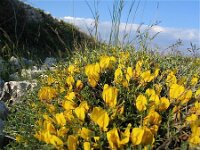 Chamaecytisus spinescens 2, Saxifraga-Jasenka Topic