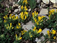 Chamaecytisus supinus