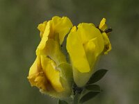 Chamaecytisus supinus 2, Saxifraga-Jan van der Straaten