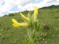Chamaecytisus supinus 3, Saxifraga-Jasenka Topic