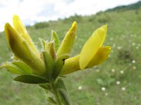 Chamaecytisus supinus 4, Saxifraga-Jasenka Topic