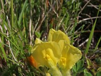 Chamaecytisus supinus 5, Saxifraga-Jeroen Willemsen