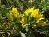 Chamaecytisus virescens