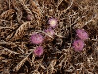Chamaeleon gummifer 5, Saxifraga-Ed Stikvoort