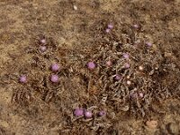 Chamaeleon gummifer 7, Saxifraga-Ed Stikvoort
