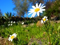 Chamaemelum fuscatum 3, Saxifraga-Ed Stikvoort