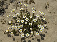 Chamaemelum mixtum 2, Saxifraga-Jan van der Straaten