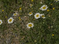 Chamaemelum mixtum 4, Saxifraga-Jan van der Straaten