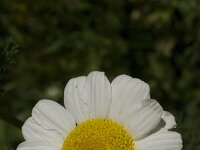 Chamaemelum mixtum 6, Saxifraga-Jan van der Straaten
