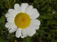 Chamaemelum mixtum 7, Saxifraga-Willem van Kruijsbergen