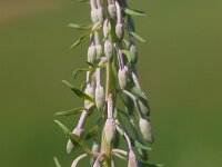 Chamaenerion angustifolium 16, Wilgenroosje, Saxifraga-Rudmer Zwerver