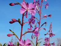 Chamaenerion angustifolium 35, Wilgenroosje, Saxifraga-Ed Stikvoort