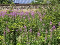Flowery verge of railway  Flowery verge of railway : verge, shoulder, railway side, railway, flower, flowers, many, nature, natural, flora, floral, vegetation, flowery, outside, outdoor, nobody, no people, blooming, in flower, flowering, plant, plants, vascular