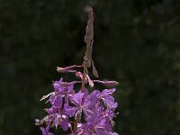 Chamaenerion angustifolium 45, Wilgenroosje, Saxifraga-Jan van der Straaten