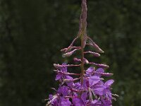 Chamaenerion angustifolium 46, Wilgenroosje, Saxifraga-Jan van der Straaten