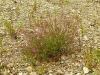 Chamaenerion angustissimum 2, Saxifraga-Hans Grotenhuis