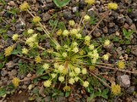 Chamaesciadium acaule 2, Saxifraga-Ed Stikvoort