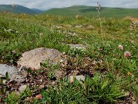 Chamaesciadium acaule 6, Saxifraga-Ed Stikvoort