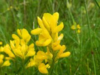 Chamaespartium sagittale 10, Saxifraga-Rutger Barendse