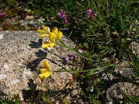 Chamaespartium sagittale 2, Saxifraga-Dirk Hilbers