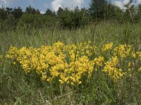 Chamaespartium sagittale 4, Saxifraga-Willem van Kruijsbergen