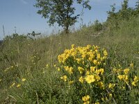 Chamaespartium sagittale 5, Saxifraga-Willem van Kruijsbergen