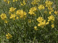 Chamaespartium sagittale 6, Saxifraga-Willem van Kruijsbergen