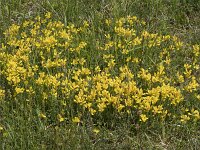 Chamaespartium sagittale 7, Saxifraga-Willem van Kruijsbergen