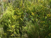 Chamaespartium tridentata