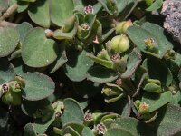 Chamaesyce prostrata