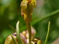 Chamorchis alpina
