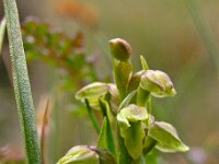 Chamorchis alpina 3, Saxifraga-Hans Dekker